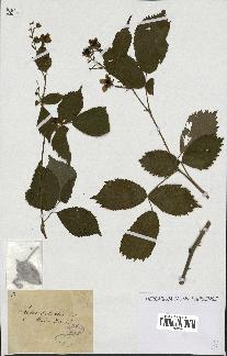 spécimen de Rubus sulcatus