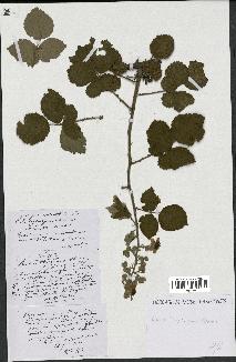 spécimen de Rubus thyrsoideus