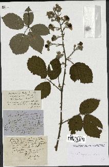 spécimen de Rubus thyrsoideus