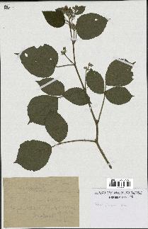 spécimen de Rubus foliosus