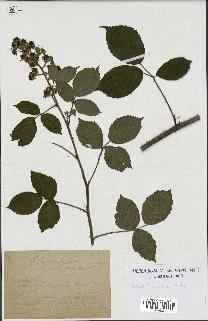 spécimen de Rubus hebecaulis