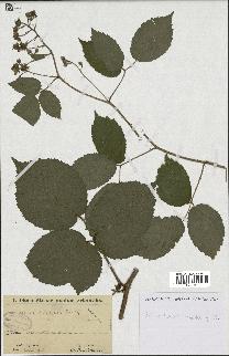 spécimen de Rubus hirtus