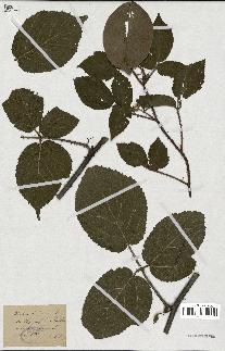 spécimen de Rubus hirtus