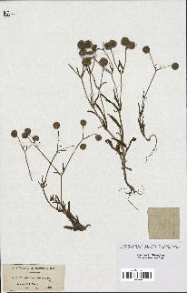 spécimen de Valerianella coronata