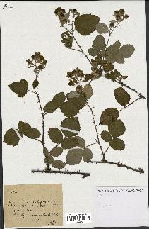 spécimen de Rubus sp.