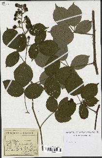 spécimen de Rubus sp.