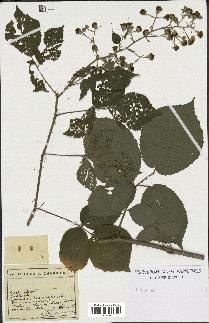 spécimen de Rubus sp.