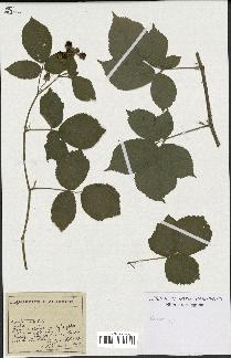 spécimen de Rubus sp.