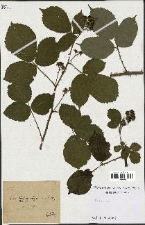 spécimen de Rubus sp.