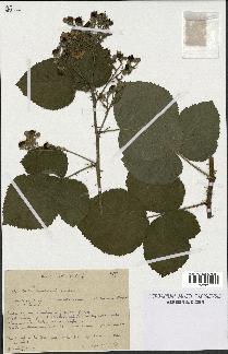 spécimen de Rubus caesius