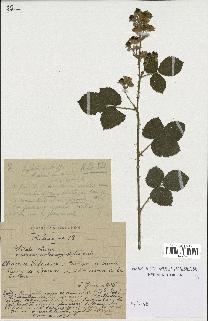 spécimen de Rubus caesius