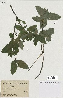 spécimen de Lonicera canadensis