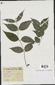 spécimen de Diervilla lonicera
