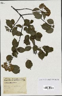 spécimen de Viburnum cassinoides