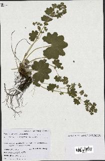 spécimen de Alchemilla xanthochlora