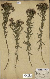 spécimen de Erigeron annuus