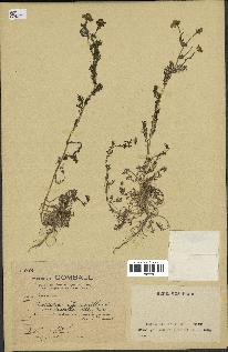 spécimen de Matricaria chamomilla