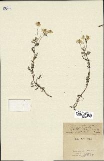 spécimen de Matricaria chamomilla