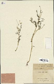 spécimen de Matricaria chamomilla