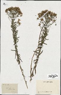 spécimen de Artemisia sp.