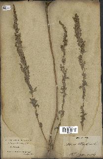 spécimen de Artemisia absinthium