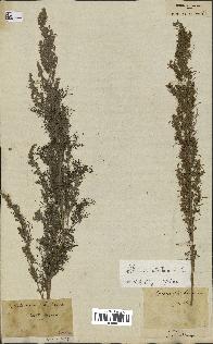 spécimen de Artemisia abrotanum