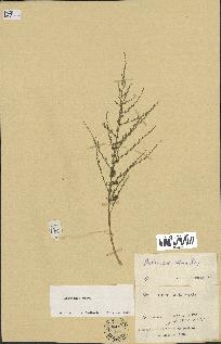 spécimen de Artemisia sp.