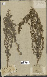 spécimen de Artemisia absinthium