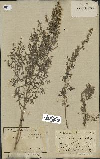 spécimen de Artemisia absinthium