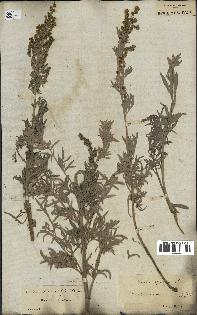 spécimen de Artemisia absinthium