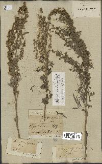 spécimen de Artemisia absinthium