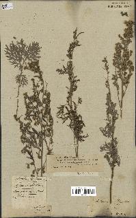 spécimen de Artemisia absinthium