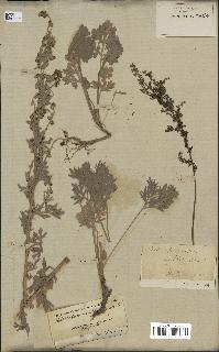 spécimen de Artemisia absinthium