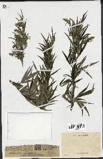 spécimen de Artemisia verlotiorum