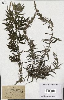 spécimen de Artemisia verlotiorum