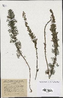 spécimen de Artemisia chamaemelifolia