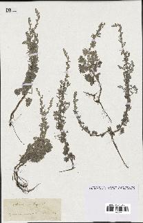 spécimen de Artemisia maritima
