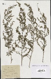 spécimen de Artemisia annua