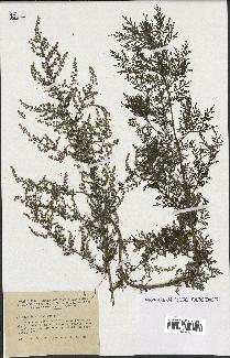 spécimen de Artemisia annua