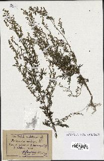 spécimen de Artemisia annua