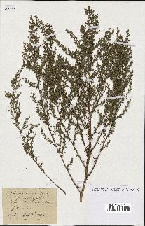 spécimen de Artemisia campestris