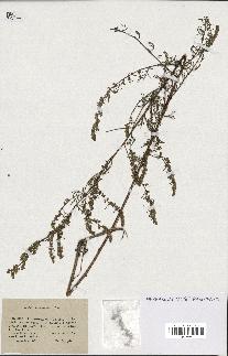 spécimen de Artemisia campestris