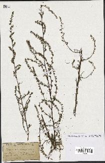 spécimen de Artemisia campestris