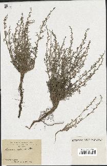 spécimen de Artemisia herba-alba