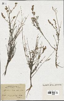 spécimen de Artemisia herba-alba