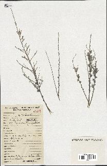 spécimen de Artemisia herba-alba