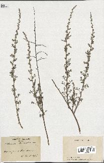 spécimen de Artemisia herba-alba