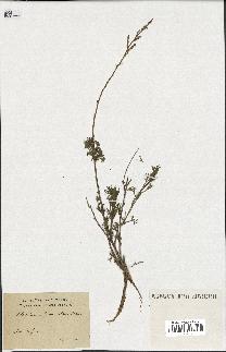 spécimen de Artemisia herba-alba