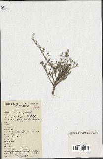 spécimen de Artemisia herba-alba