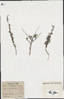 spécimen de Artemisia herba-alba